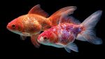雙彩金魚(yú)悠游于黑色背景