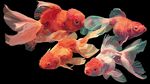 靈動(dòng)金魚(yú)水中游