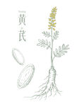 黃芪矢量素材