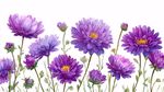 紫色雛菊花卉清新插畫