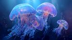 夢(mèng)幻水母在深海中悠游