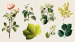多樣花卉與綠葉素材集合