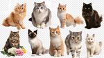 多樣萌貓集合圖