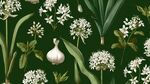 蒜花蒜葉插畫植物圖案