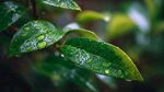 雨后綠葉晶瑩水珠