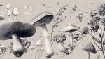 黑白手繪風(fēng)的蘑菇花卉圖
