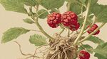 紅果植物根莖葉插畫