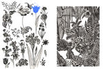黑白花卉植物插畫作品