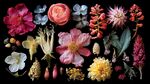 多彩花卉植物標(biāo)本集合
