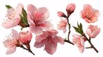 嬌艷粉嫩桃花枝