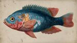 彩色斑斕的藝術風觀賞魚
