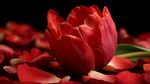 嬌艷紅郁金香與散落花瓣