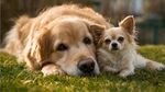 大犬小犬依偎在綠草地上