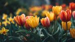 春日絢爛郁金香花綻放