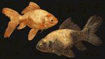 雙金魚插畫圖