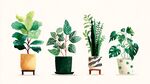 四盆可愛綠植插畫展示