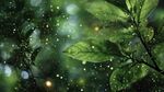 夢(mèng)幻綠葉間閃爍的微光
