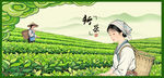 茶園采茶女采茶姑娘
