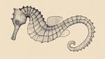 手繪海馬圖案設(shè)計(jì)圖