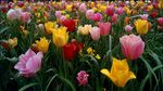 五彩斑斕郁金香花海