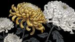 金白菊花綻放圖
