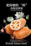 新鮮蓮藕食材海報