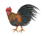雄姿英發(fā)的彩色公雞