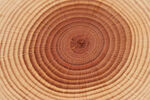 木紋年輪
