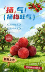 楊梅海報(bào)