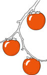 枝頭掛著的新鮮西紅柿 矢量圖