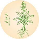 板藍(lán)根中藥材草本植物插畫