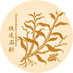 鐵皮石斛植物插畫展示