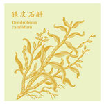 鐵皮石斛中藥材植物插畫