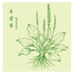 手繪車前草中藥材插畫圖案