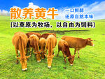 散養(yǎng)黃牛