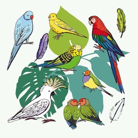 鹦鹉小鸟卡通素材