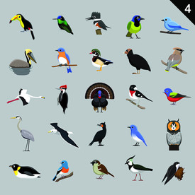 手绘鸟类插画素材