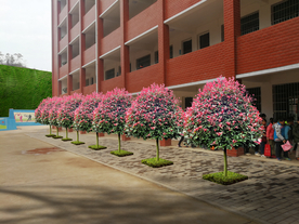 红叶石楠景观效果图