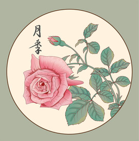 國風(fēng)月季工筆插畫藤本植物矢量