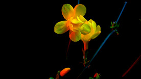 迎春花開延時(shí)攝影