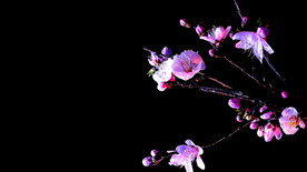 桃花開放延時(shí)攝影