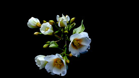 桐子花花延時(shí)攝影