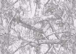 冬日枯樹林黑白景象