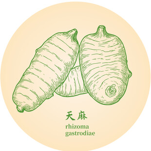 天麻手繪中藥材草本植物插畫