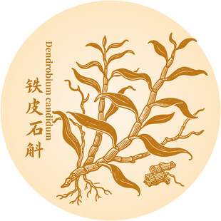 鐵皮石斛植物插畫展示