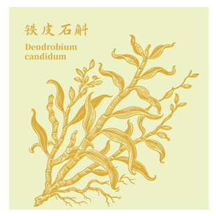 鐵皮石斛中藥材植物插畫