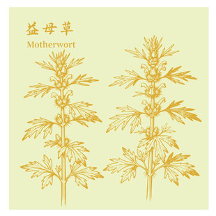 益母草中藥材草本植物插畫