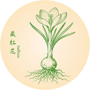 手繪藏紅花植株圖