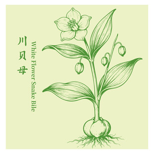 川貝母手繪中藥材植物圖