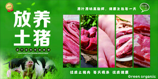 放養(yǎng)土豬肉質(zhì)新鮮豬肉海報(bào)設(shè)計(jì)